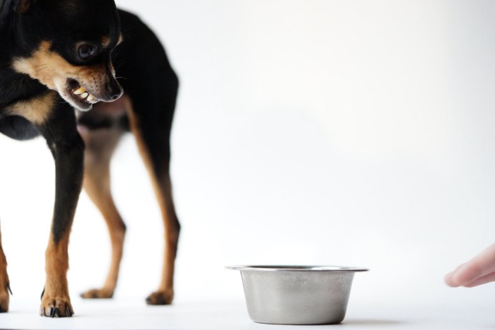 食器を触ろうとする手と怒る犬