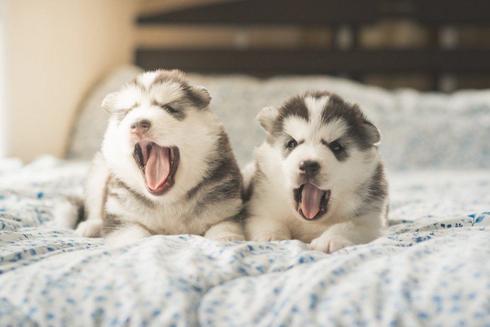 あくびをする子犬