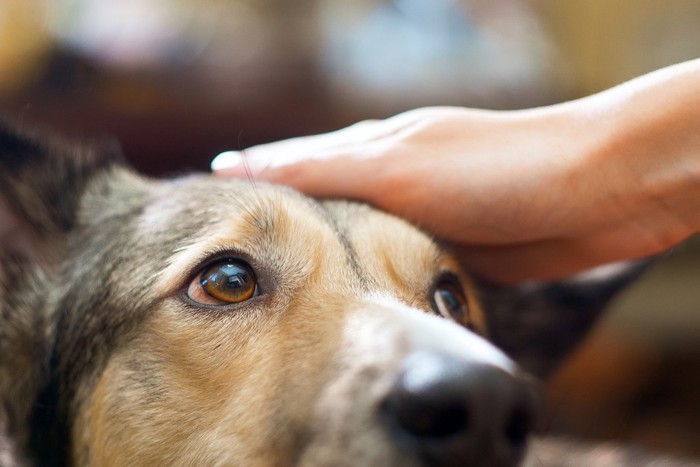 触られる犬