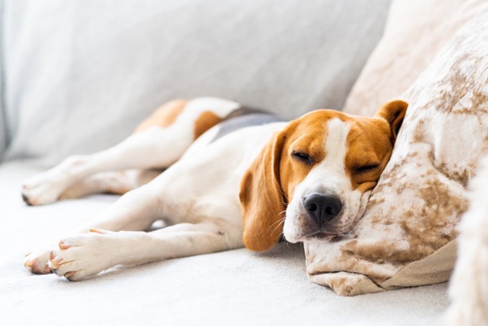 ソファで眠る犬