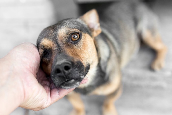 撫でられている犬と男性の手