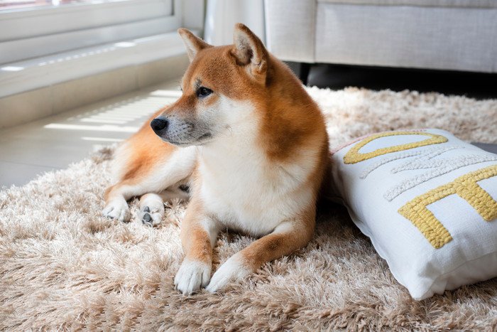 クッションの横にいる柴犬