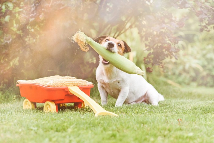 とうもろこしを咥える犬