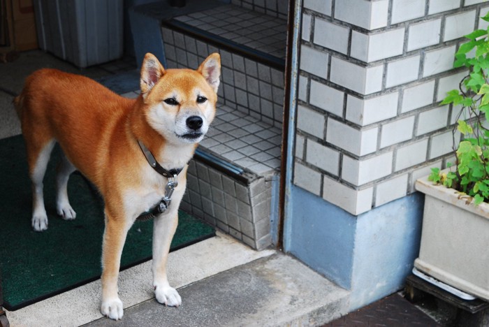 入口で番犬をする犬