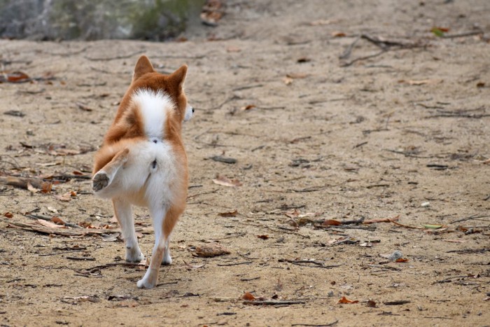 後ろ足を上げる柴犬