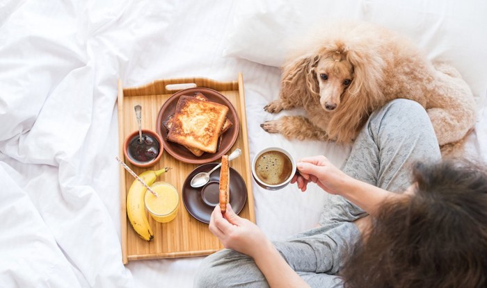 食事中の飼い主のそばでくつろぐ犬