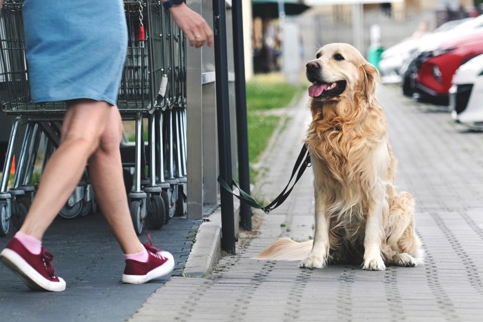 店先につながれている犬