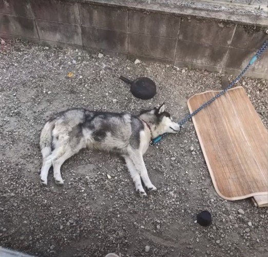 横たわる犬