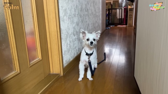 廊下で立つ犬