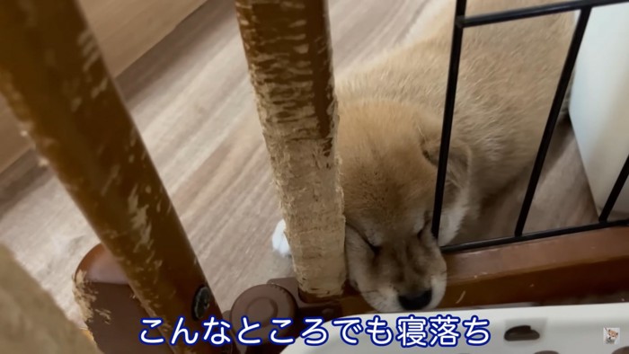 寝落ちしている子犬