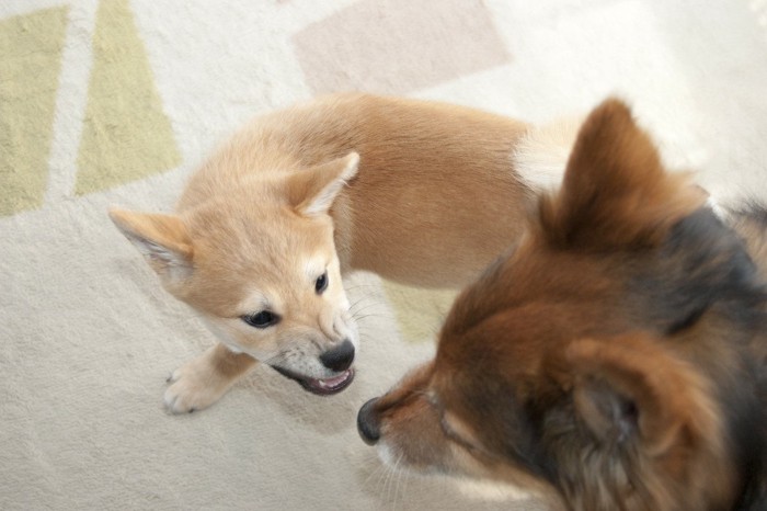 犬を威嚇する子犬