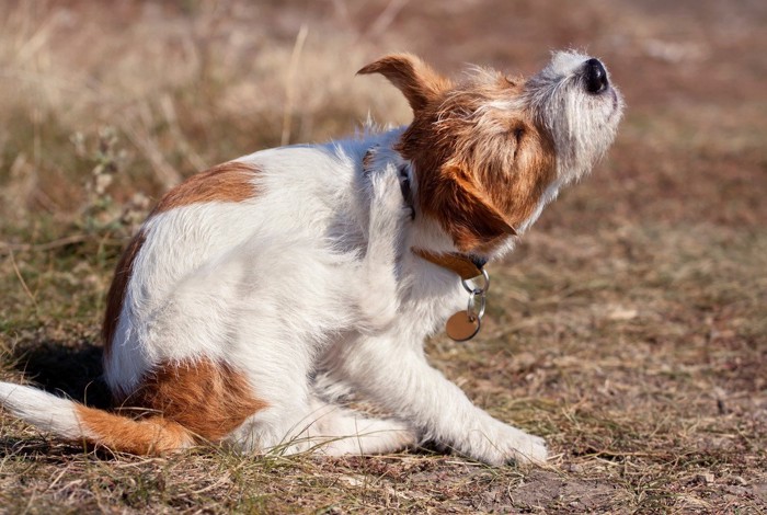 頭を掻く犬