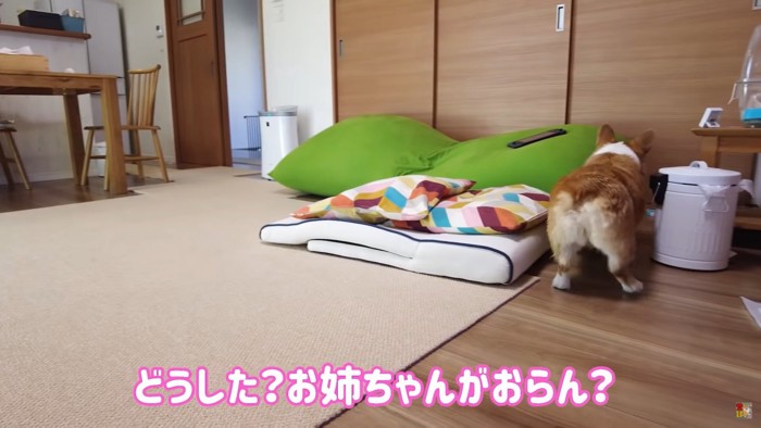 クッションの横にいる犬の後姿