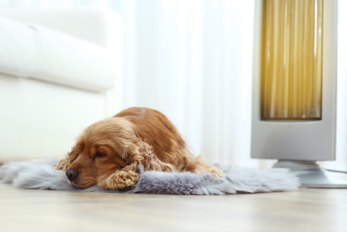 ストーブと寝てる犬