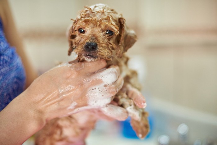 シャンプー中の犬