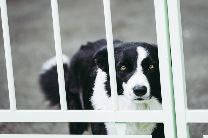 門扉から顔を出す犬