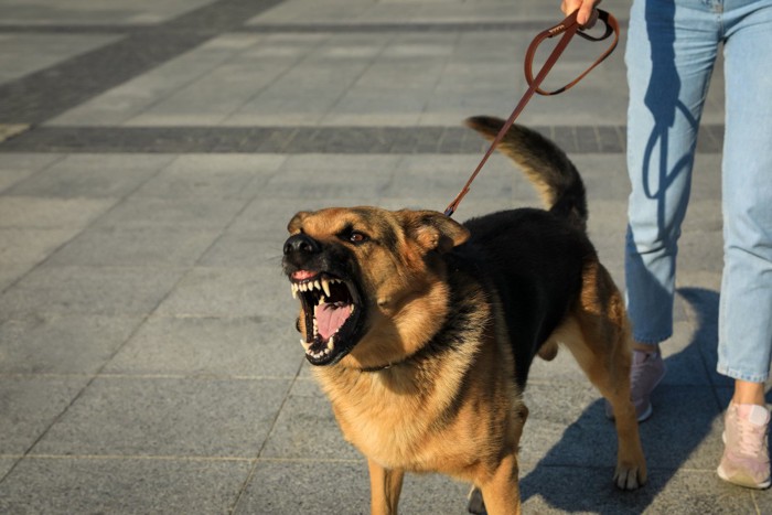 散歩中に他の犬に吠える犬