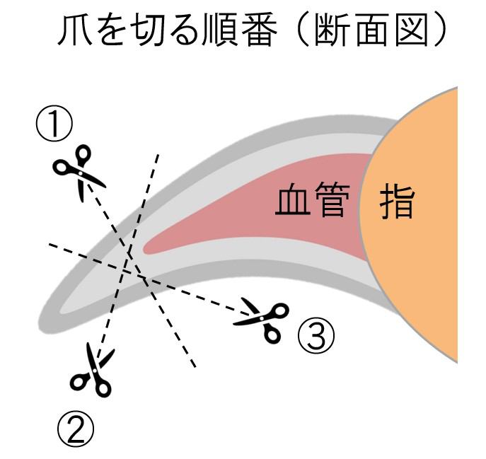 爪の断面図のイラスト（輪切り）