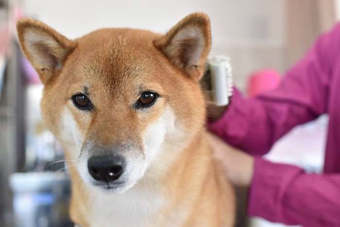 ブラッシングされる犬