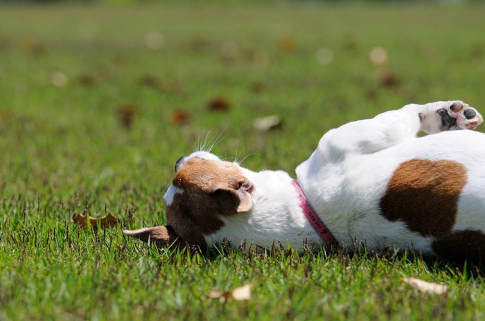 寝転んでいる犬