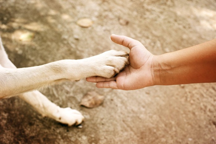 重ねる犬と人の手 