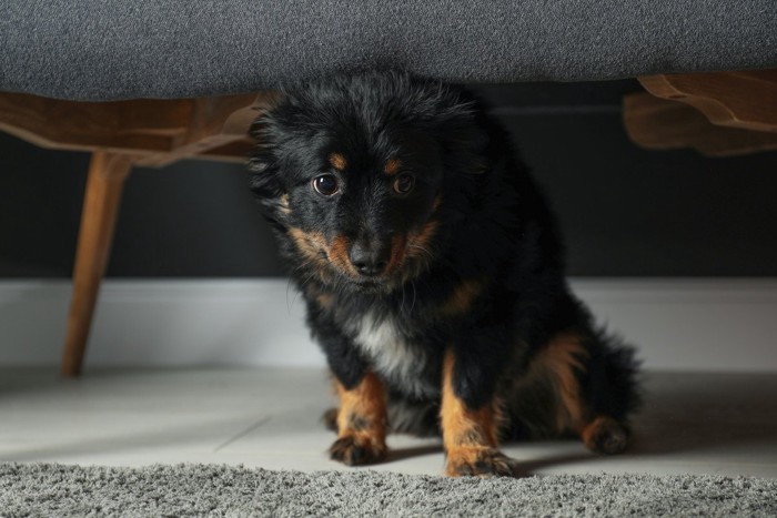 椅子の下にうつむいて座る犬