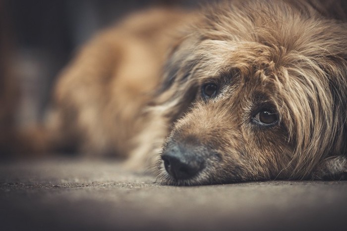 路上で悲しそうに寝そべる犬