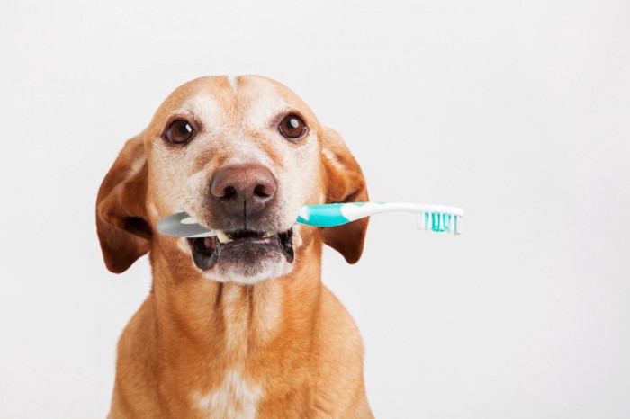 歯ブラシを咥える老犬