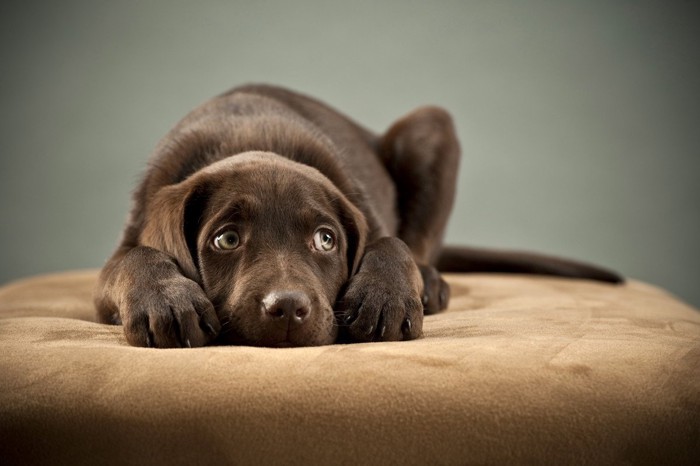 不安そうな表情で伏せをする茶色い犬