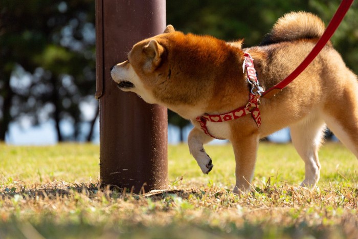 電柱のニオイを嗅ぐ犬