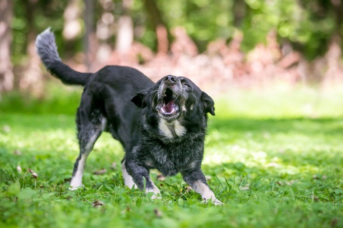 吠えている犬