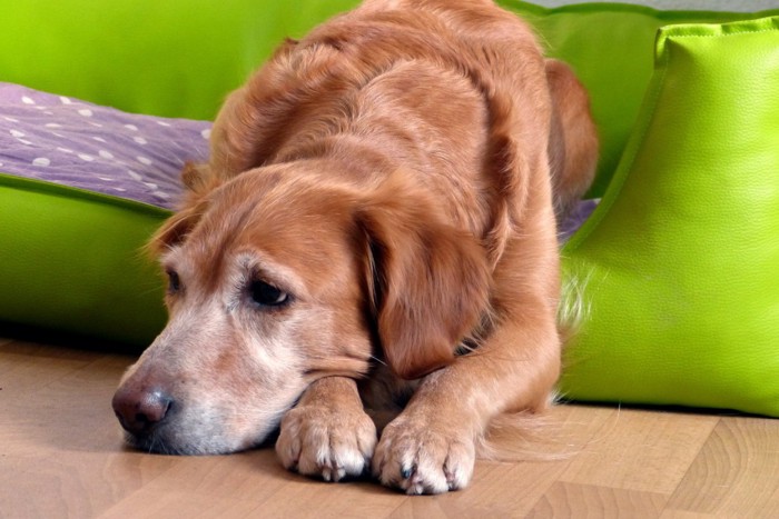 退屈そうな犬