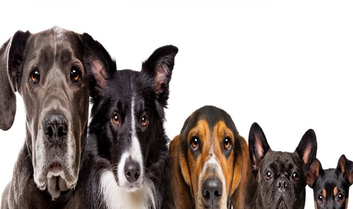 様々なサイズの犬5頭