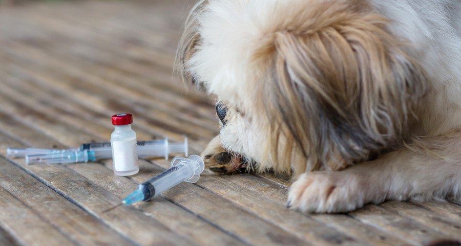 ワクチンを見る犬