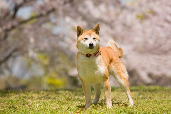 桜と柴犬