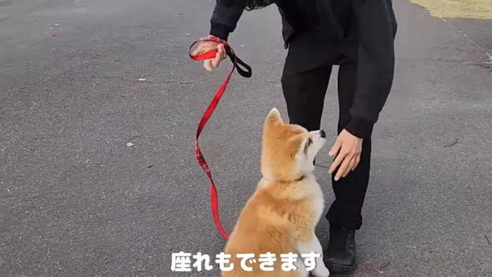 飼い主とお座りする秋田犬