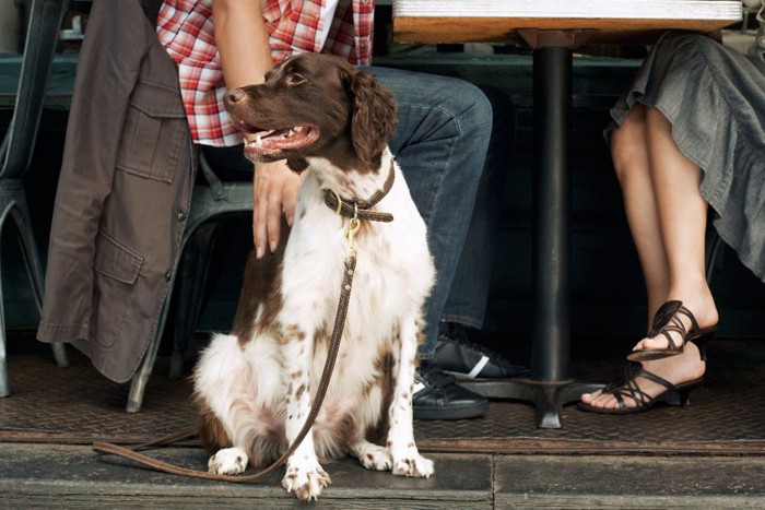 カフェで座るカップルと犬