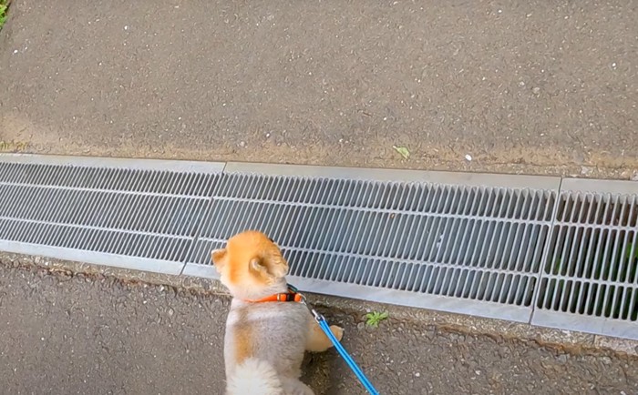 排水口と犬