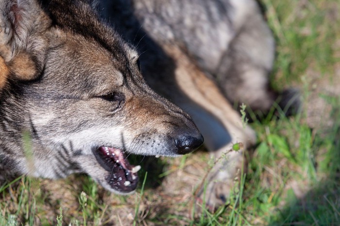 マズルにシワを寄せて口をあけた犬