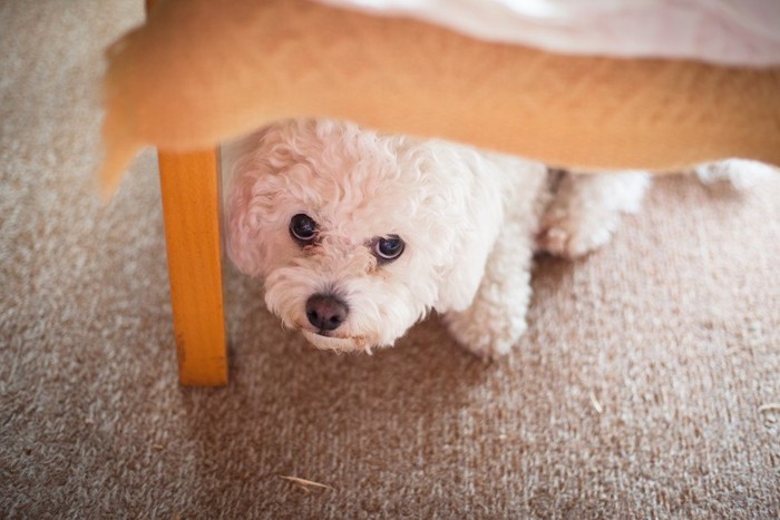 机の下から覗く犬