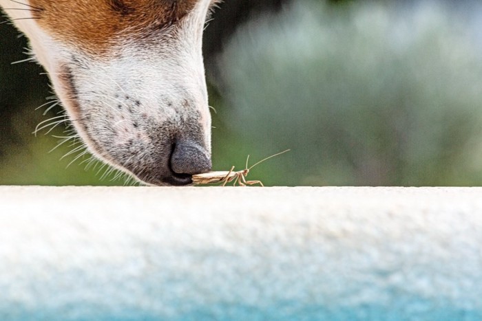 犬の鼻先とバッタ