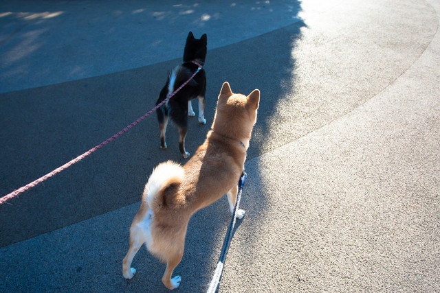 散歩中の2匹の柴犬