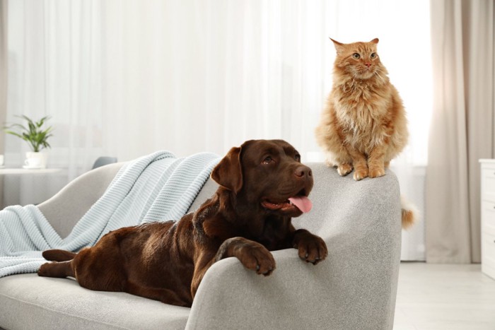 ソファーの上のラブラドールと猫