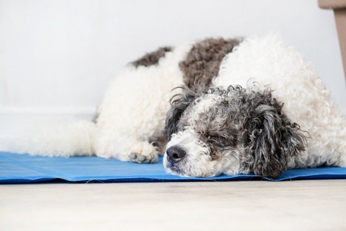 クールマットの上で気持ちよさそうに眠る犬