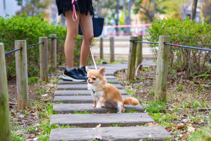 散歩中、座り込んで拒否する犬