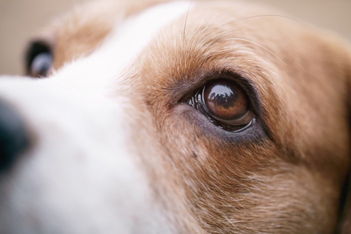 犬の目のクローズアップ