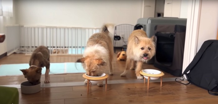 3匹並んでご飯を食べる犬たち