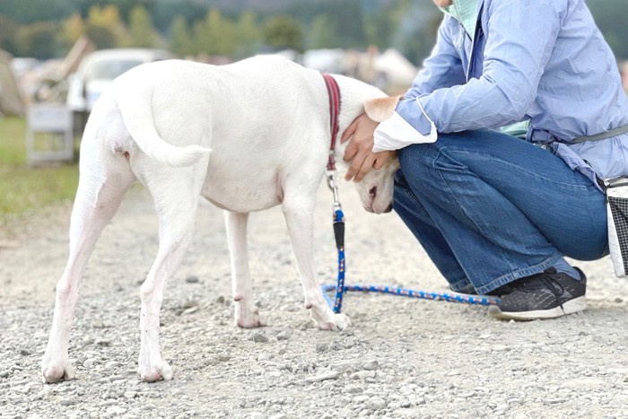 足元に頭をくっつける白い犬