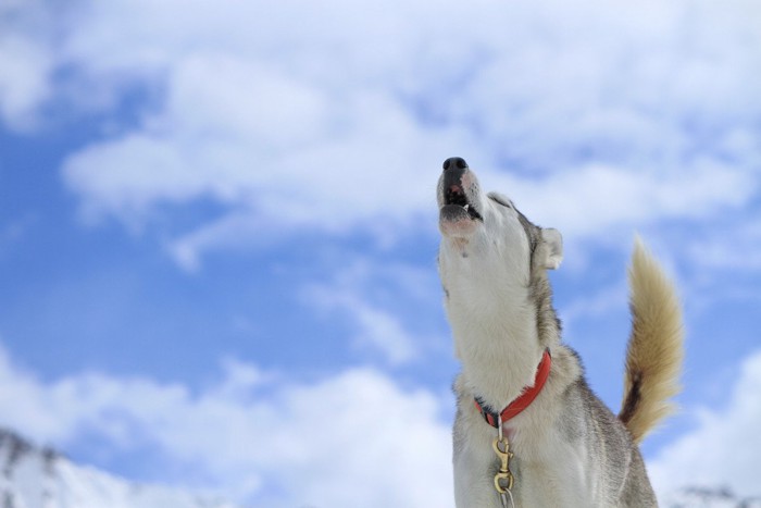 青空と遠吠えをする犬