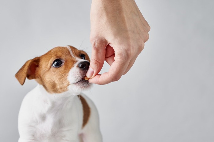 トリーツを与えられる犬